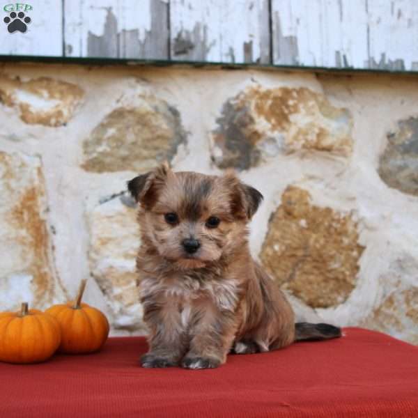 Unicha, Morkie / Yorktese Puppy